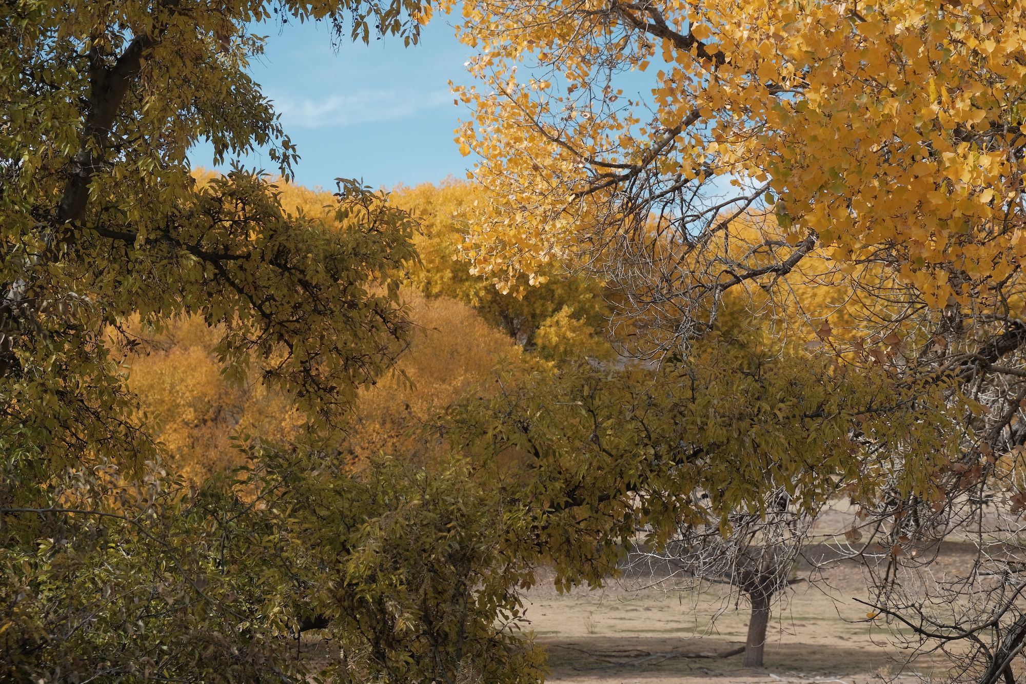 Photograph of cottonwood trees in full autumn color with golden and yellow leaves framing a view through to more trees under a clear blue sky in Truth or Consequences, New Mexico.