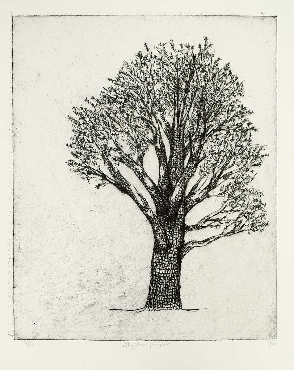 Drypoint intaglio print of a full alligator juniper tree with a thick textured trunk showing checkered bark and sprawling branches with clusters of foliage. Black ink on cream paper.