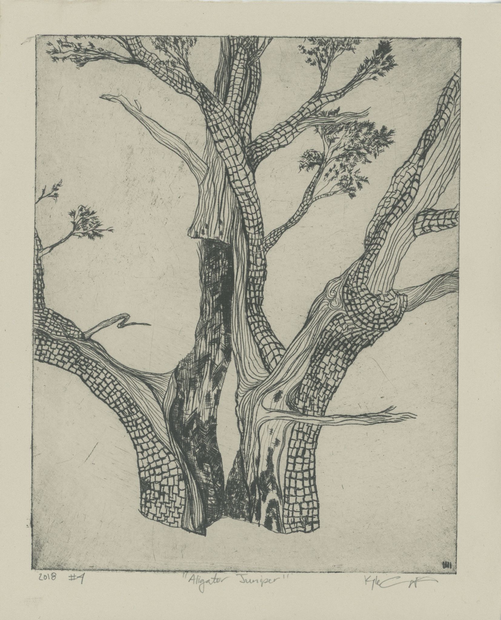 Intaglio print showing a close-up view looking upward into the trunk and branches of an alligator juniper, with detailed checkered bark texture and twisting limbs reaching outward. Black ink on Rives BFK paper.