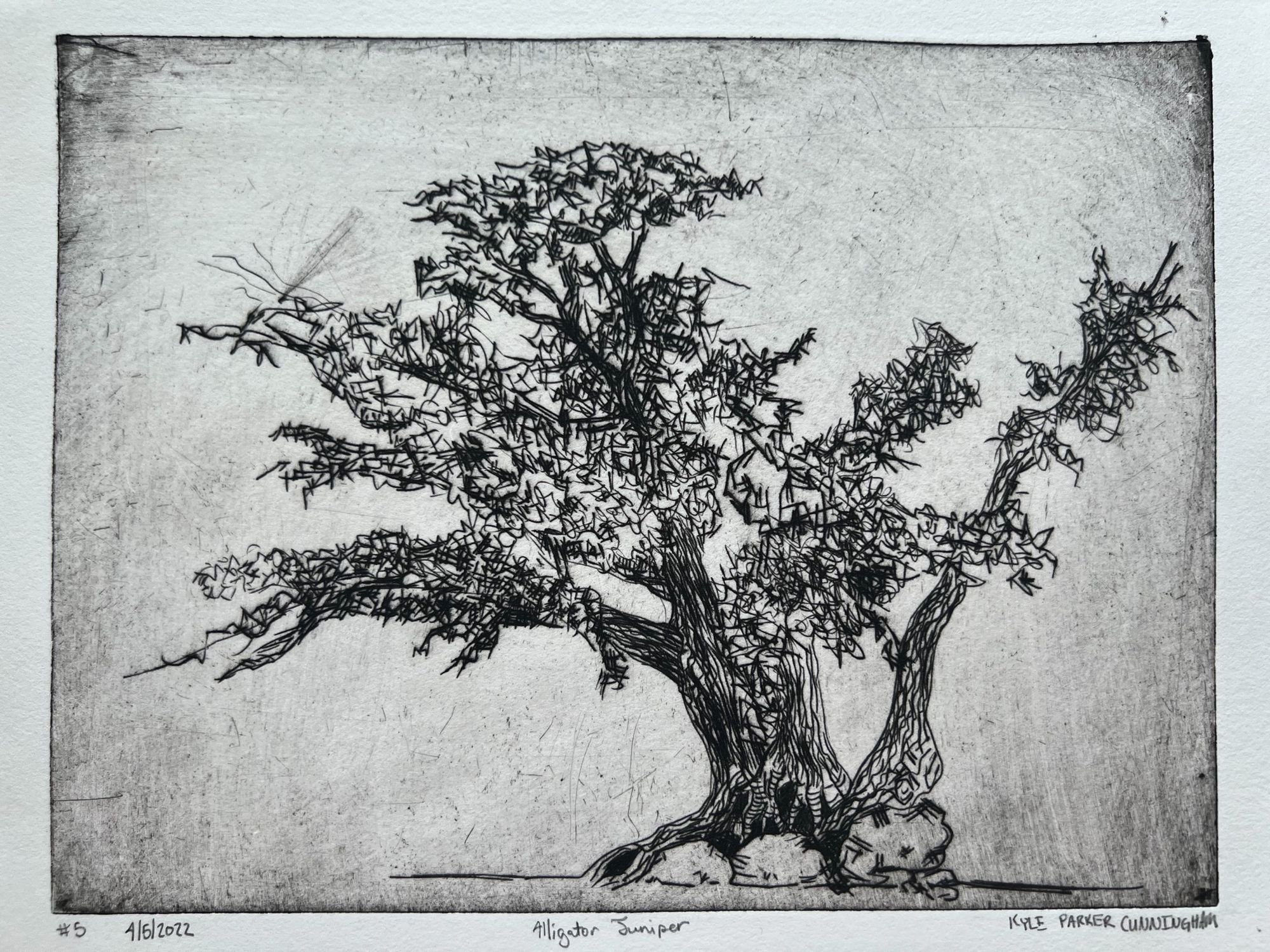 Close-up of an alligator juniper drypoint print showing expressive crosshatched linework in the twisted trunk and angular branches, with visible plate tone and gray ink residue in the margins.