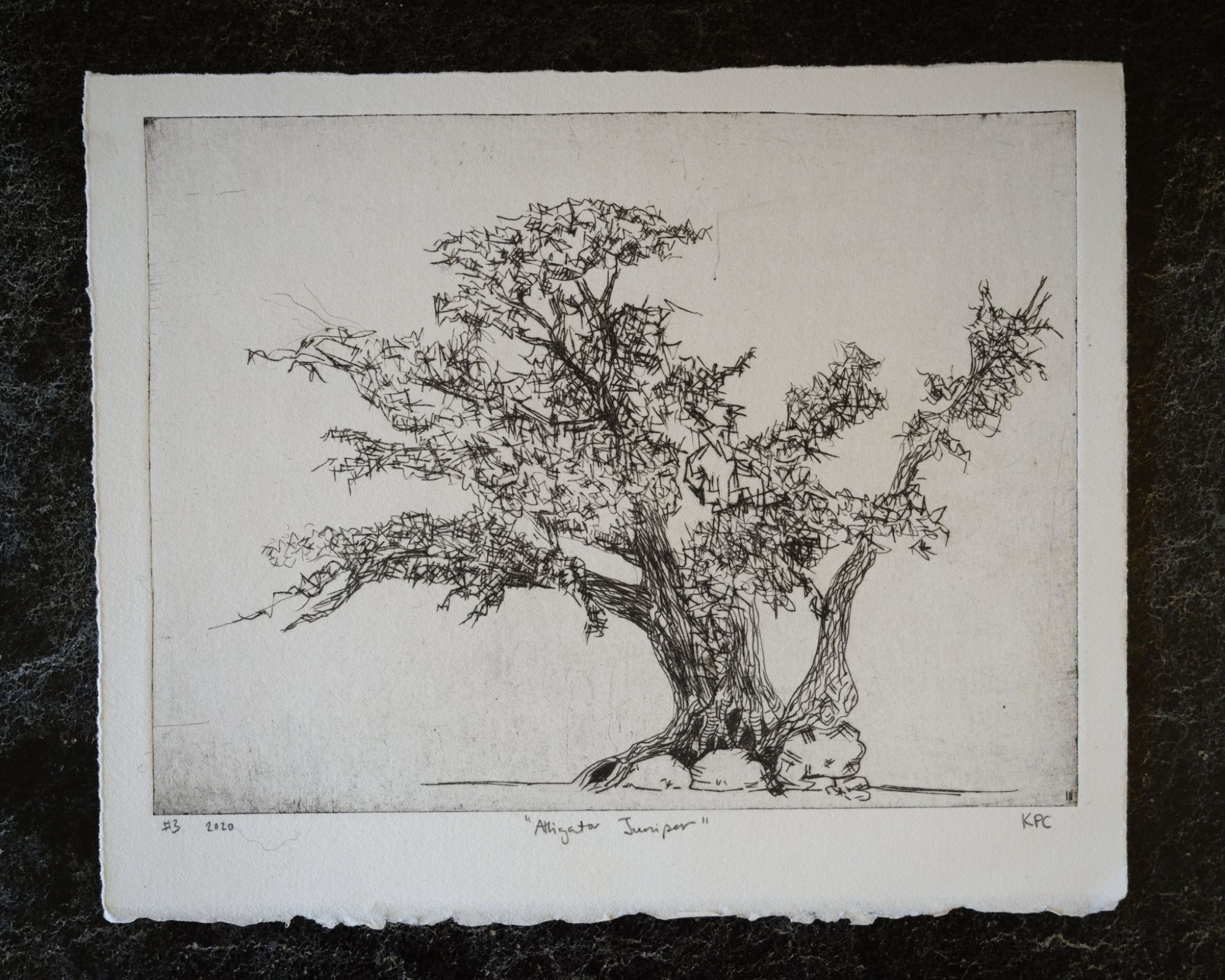 Drypoint intaglio print of a gnarled alligator juniper tree with sprawling branches and dense, scratchy foliage, printed in black ink on handtorn cream paper against a dark background.