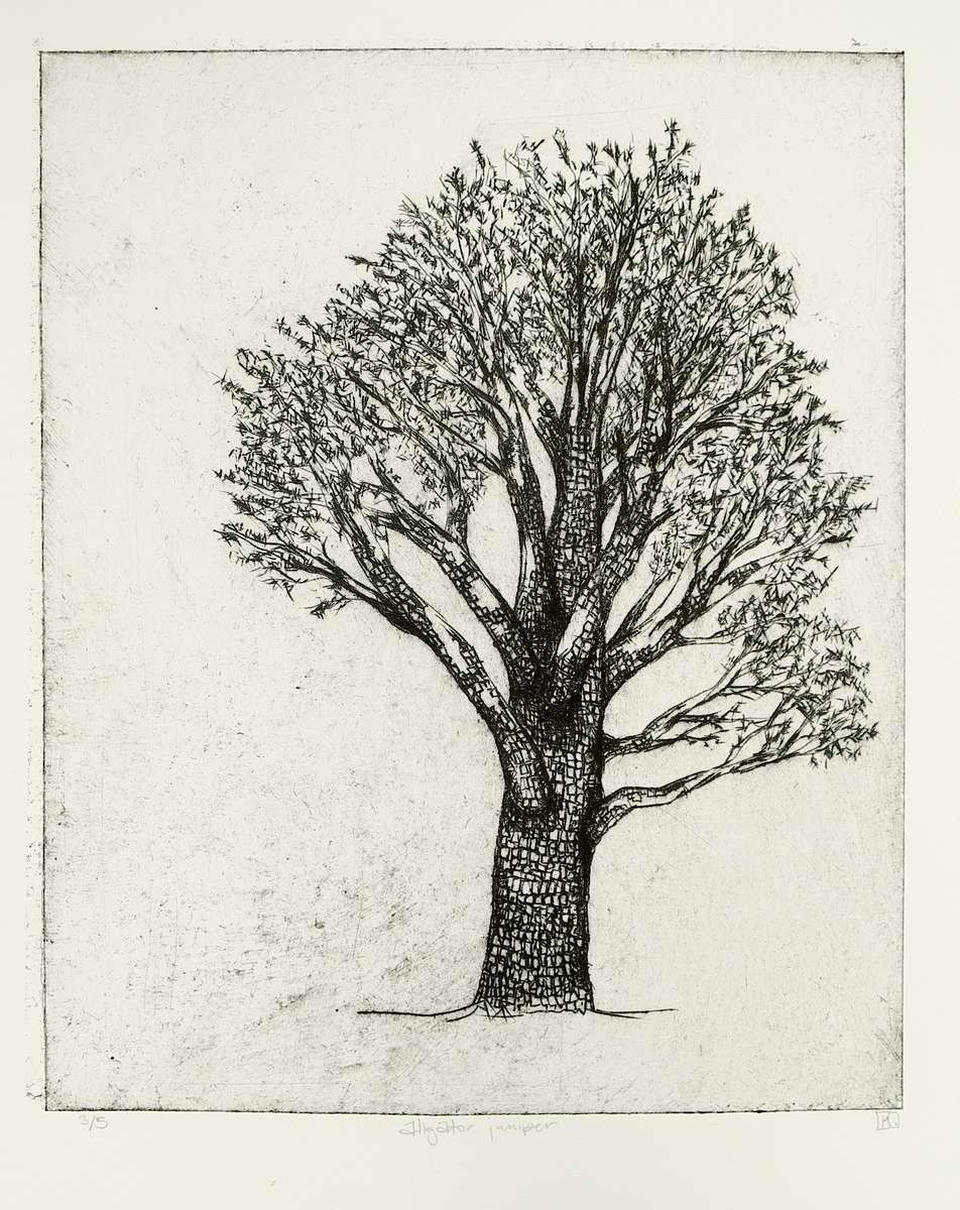 Drypoint intaglio print of a full alligator juniper tree with detailed checkered bark texture and spreading branches filled with fine leaves, rendered in black ink on cream paper.