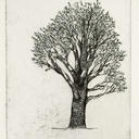 Alligator Juniper (Adobe Canyon)