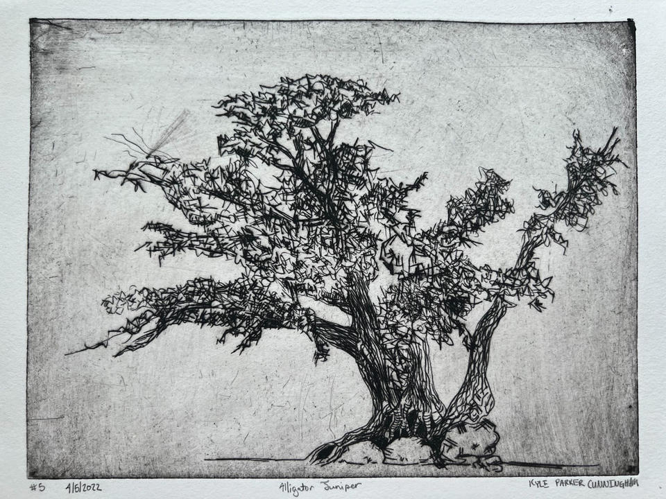 Full view of the Alligator Juniper drypoint print on white paper, featuring the wide-canopied tree with textured bark rooted among rocks, with visible plate tone and artist signature.