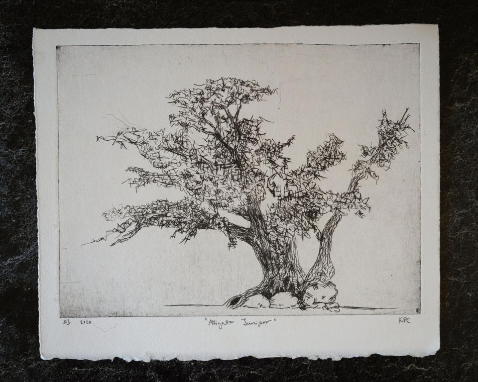 Drypoint intaglio print of a gnarled alligator juniper tree with sprawling branches and dense foliage, rendered in black ink on handtorn cream paper.