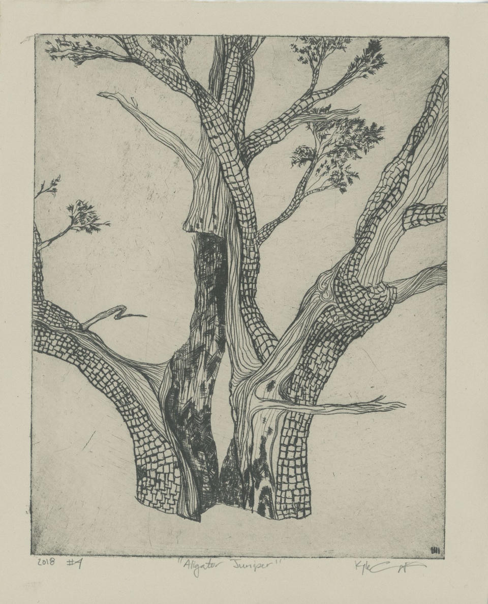 Intaglio print showing a close-up view looking up into the twisting branches of an alligator juniper tree, with detailed checkered bark patterns and sparse foliage, rendered in black ink on Rives BFK paper.